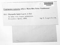 Chrysocelis lupini image